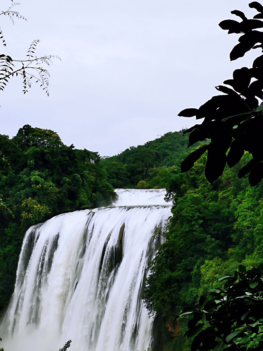 黃果�?.jpg 黃果�?.jpg